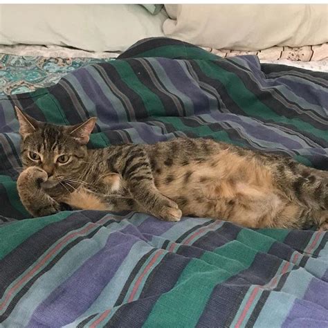 Why Do Cats Grab Blankets