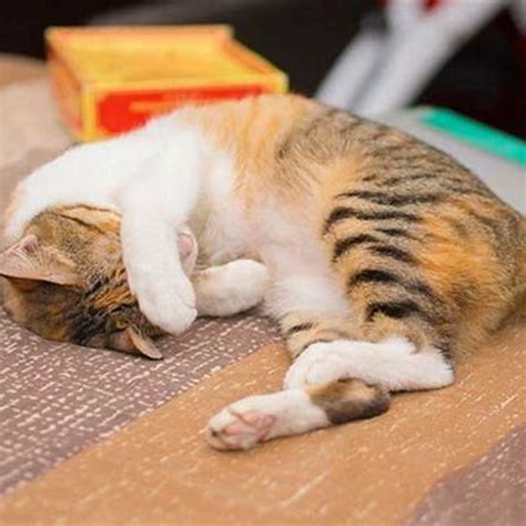 Why Do Cats Hide Their Head