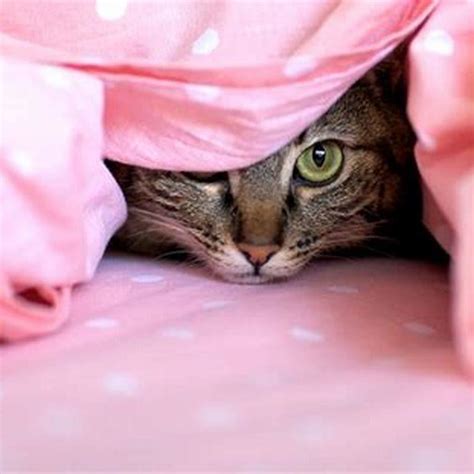 Why Do Cats Hide Under Covers