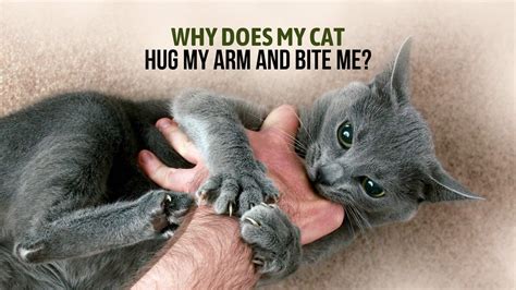Why Do Cats Hug And Bite