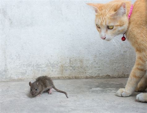 Why Do Cats Kill Rats