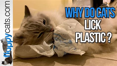 Why Do Cats Lick Plastic