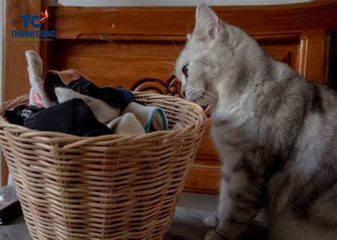 Why Do Cats Pee In Baskets