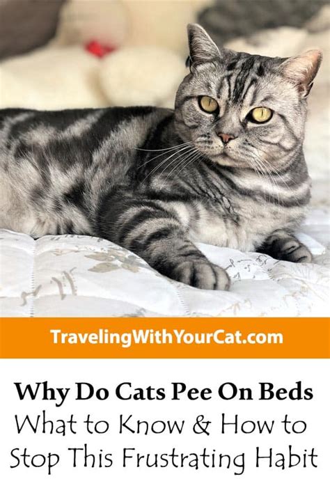 Why Do Cats Pee On Bedding
