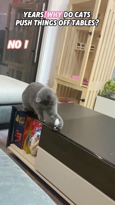 Why Do Cats Push Objects Off Tables
