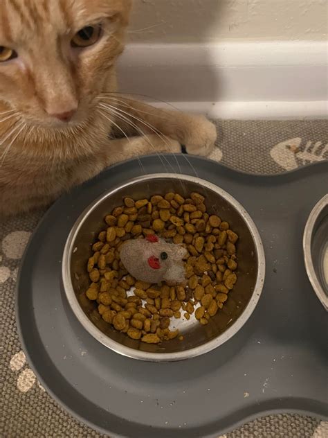 why do cats put their toys in their food bowl