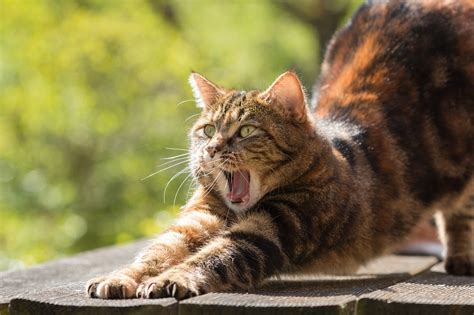 why do cats react to catnip