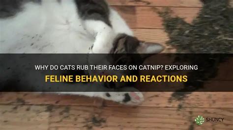 Why Do Cats Rub Their Face On Catnip