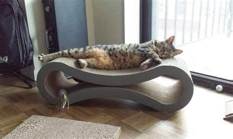 Why Do Cats Ruin Everything