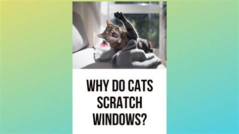 Why Do Cats Scratch At Windows