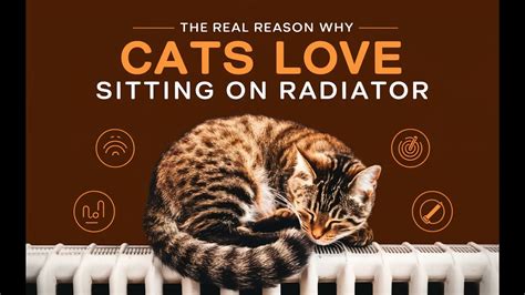 Why Do Cats Sit On Warm Things