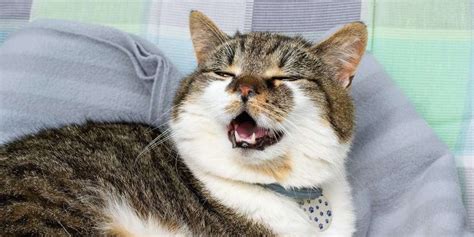 why do cats snort