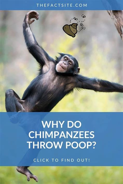 Why Do Chimpanzees Throw Poop