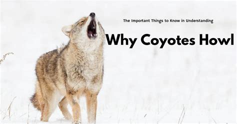why do coyotes howl and yip