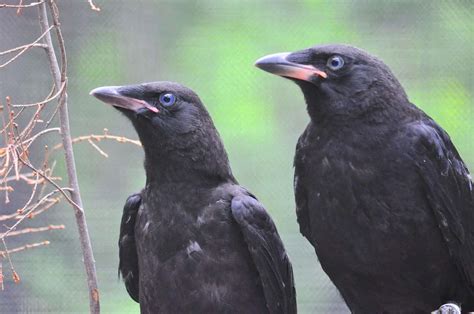 Learn 7 Details why do crows caw silencing their annoying cries