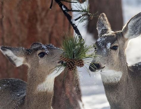 Why Do Deer Eat Pine Needles