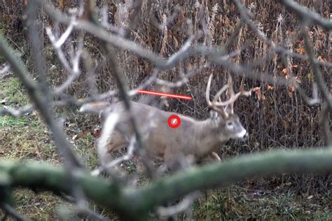 Why Do Deer Jump Around