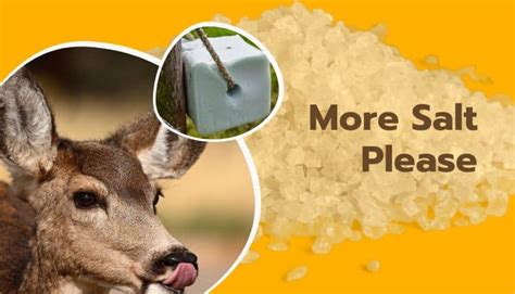 Why Do Deer Like Salt