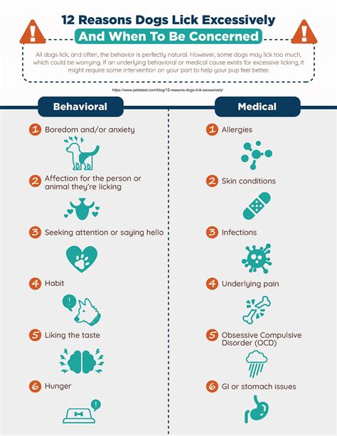 Why Do Dog Lick Everything Excessively