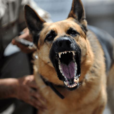 Why Do Dogs Attack Runners