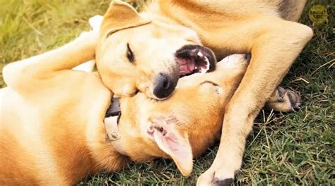 Why Do Dogs Bite Each Other While Playing