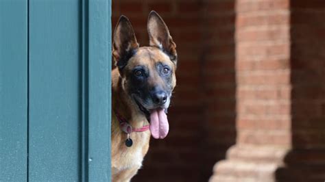 Why Do Dogs Block Doorways