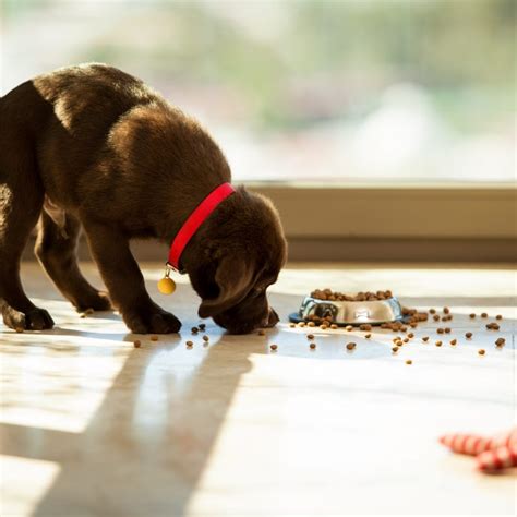 Why Do Dogs Carry Their Food Bowl