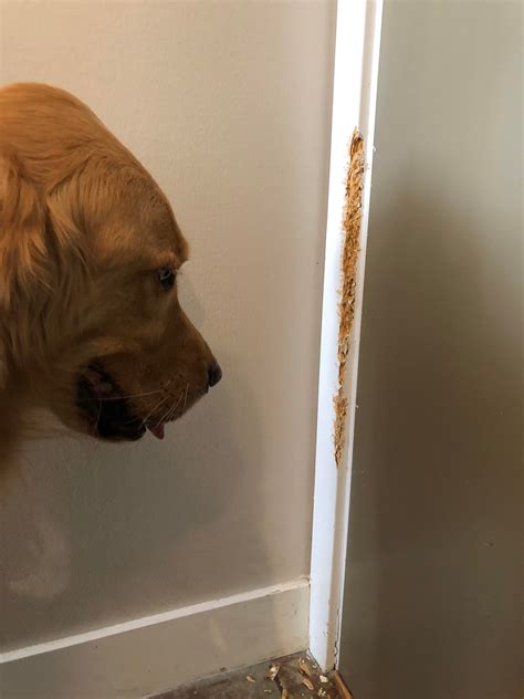 Why Do Dogs Chew Door Frames