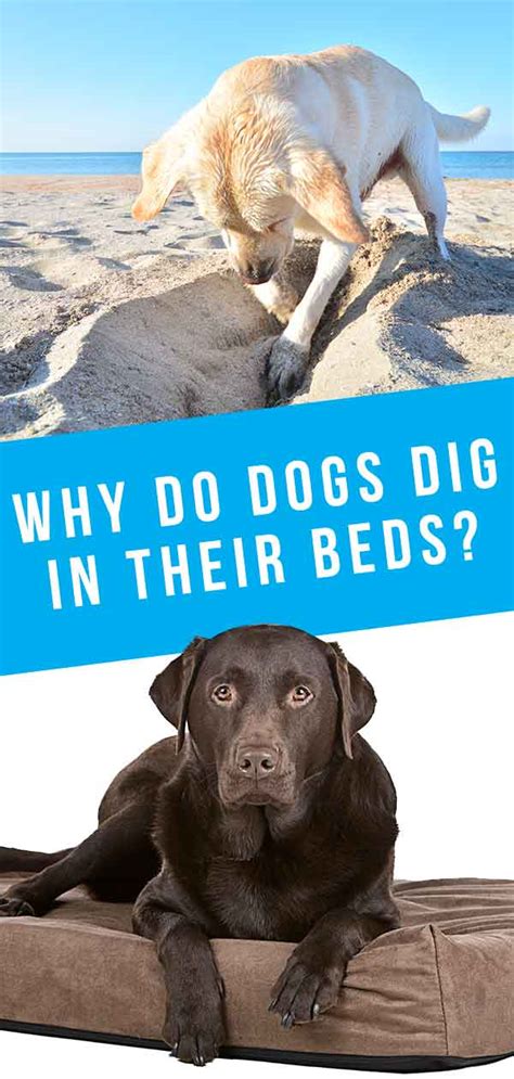 Why Do Dogs Dig At Bed Sheets