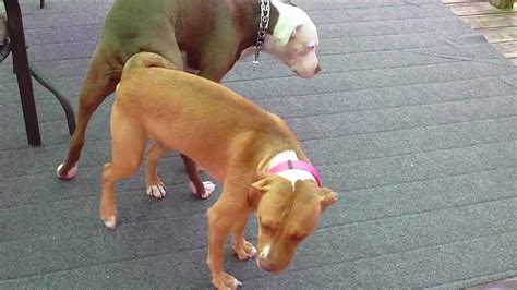 Why Do Dogs Fight While Mating