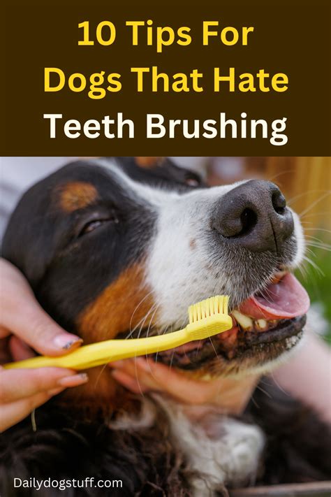 Why Do Dogs Hate Brushing Teeth