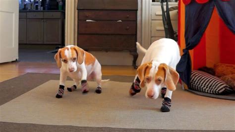 Why Do Dogs Hate Socks
