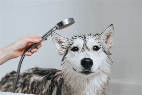 Why Do Dogs Hate Taking Baths