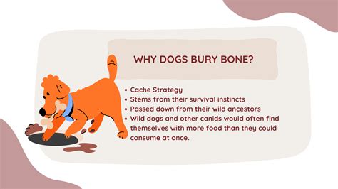 Why Do Dogs Hide Bones In Corners
