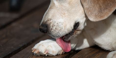 Why Do Dogs Hug You With Their Paws