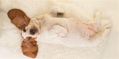 Why Do Dogs Lay On Their Backs When In Trouble