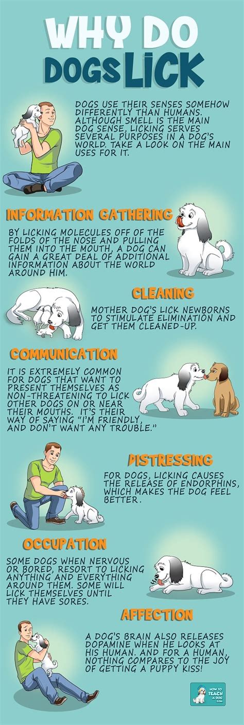 Why Do Dogs Lick Items