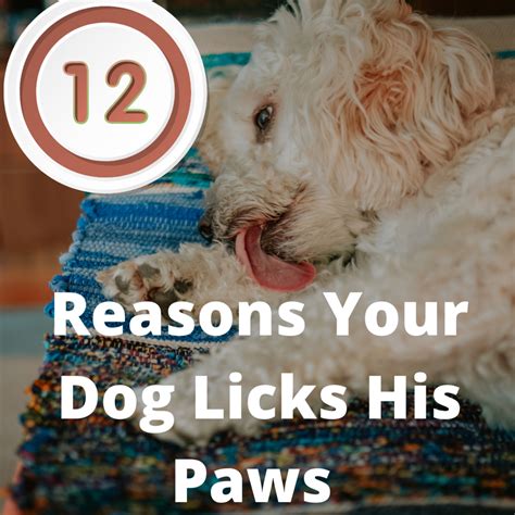 Why Do Dogs Lick Their Feet Constantly