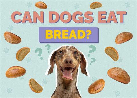 Why Do Dogs Like Bread So Much