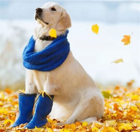 Why Do Dogs Need Booties