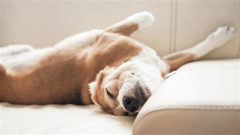Why Does My Dog Roll Around On The Carpet? 4 Reasons Why.