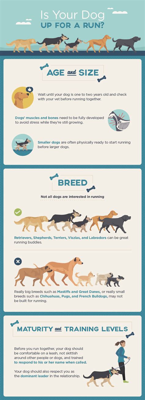 Why Do Dogs Take Things