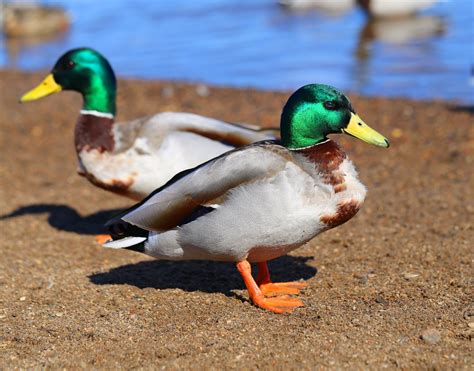 why do ducks flap their wings