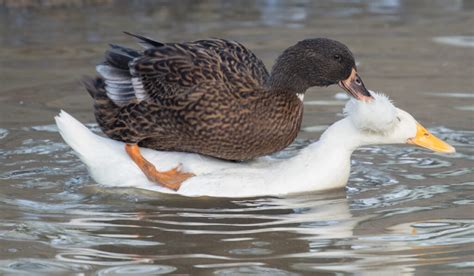 why do ducks mate so aggressively