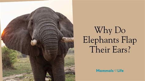 Why Do Elephants Keep Flapping Their Ears Class 4