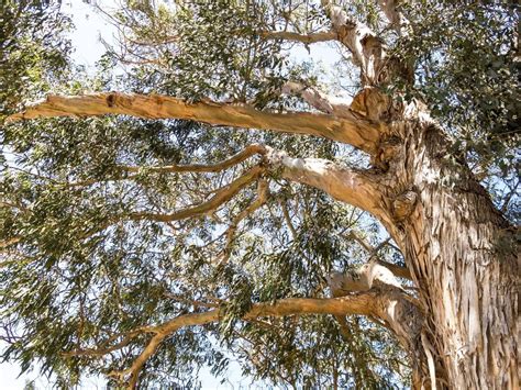 Why Do Eucalyptus Trees Drop Branches
