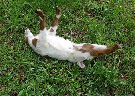 why do fainting goats fall