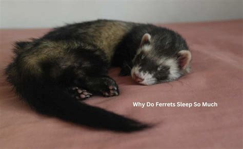 why do ferrets sleep so much