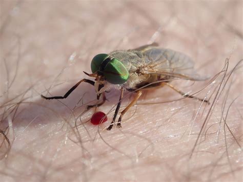 Why Do Flies Bite People and What You Can Do to Avoid Them