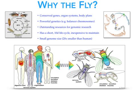 Why Do Flies Fly In A Square Pattern